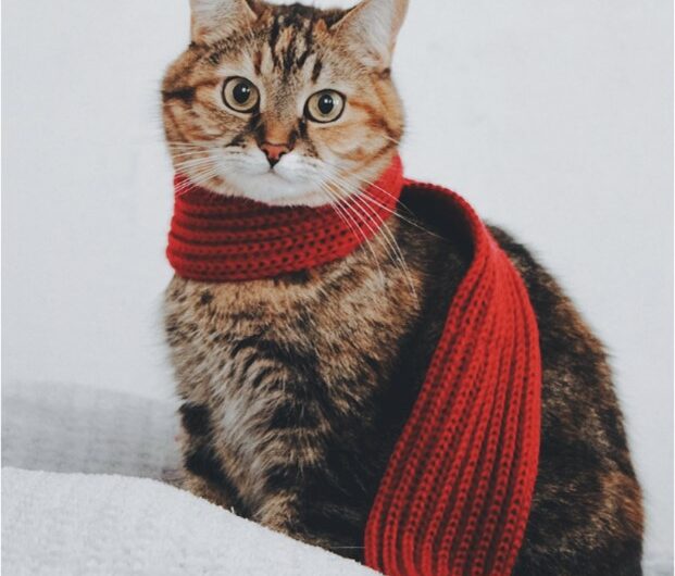 Fond chauffage social QDN Mars 2024 : Les mesures de soutien énergétique : les montants 2024, des aides financières du Fonds Social Chauffage